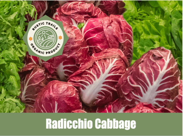 Red Verona Radicchio Chicory Cabbage, Cichorium intybus Seeds